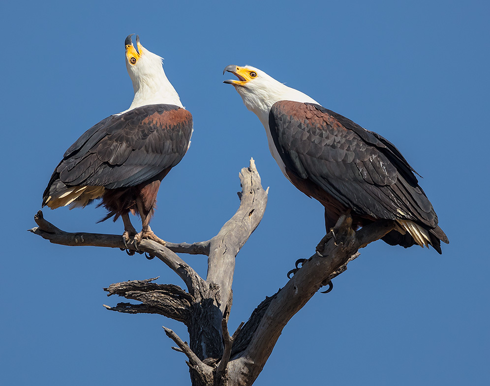 African Fish Eagle pair calling